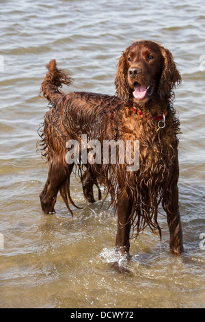 Irish Red Setter stehend im Wasser beim Spielen am Strand Stockfoto
