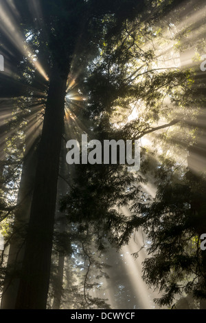 Strahlen des Sonnenlichts durchbrechen die Bäume von einem Redwood-Wald in Nordkalifornien und erstellen eine gespenstische Wirkung. Stockfoto