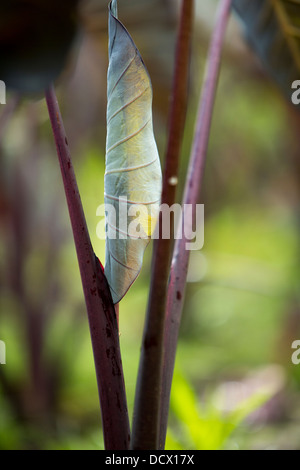 Taro Blatt in Taro patch Stockfoto