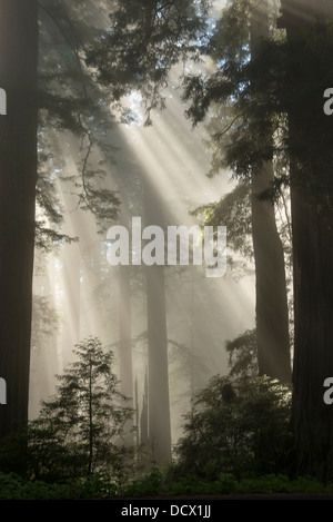 Strahlen des Sonnenlichts durchbrechen die Bäume von einem Redwood-Wald in Nordkalifornien und erstellen eine gespenstische Wirkung. Stockfoto