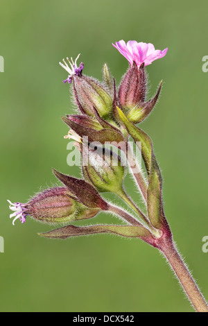 Rote Campion - Nahaufnahme des Kopfes Blüte. Silene dioica Stockfoto