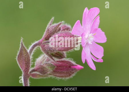 Rote Campion - Nahaufnahme des Kopfes Blüte. Silene dioica Stockfoto