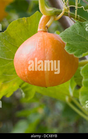 Squash, wächst auf einem Rahmen für die Unterstützung. Stockfoto