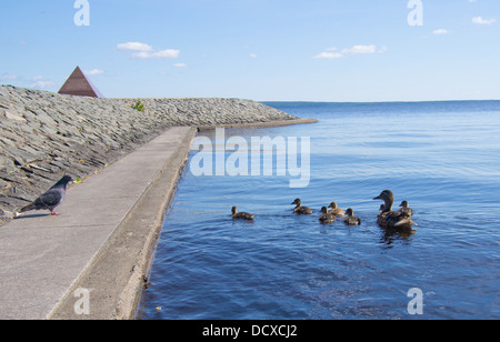 Stockente und Baby Ente Stockfoto