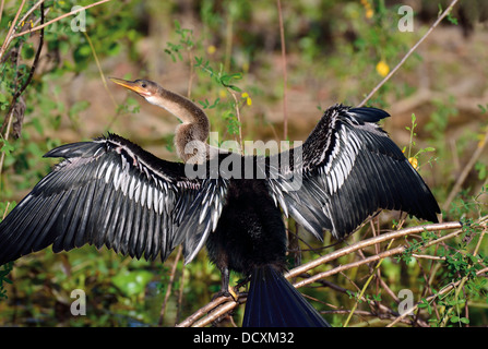 Brasilien, Mato Grosso: Anhinga oder Darter (Anhinga Anhinga) unter Sonnenbad am Rande des Rio Claro im nördlichen Pantanal Stockfoto