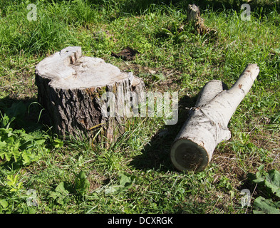 Frisch gesägt große Tanne Baumstumpf im Frühlingswald Stockfoto