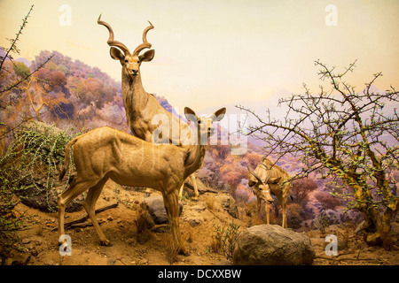 New York, Museum Of Natural History Stockfoto