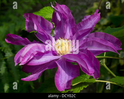 Rich Purple Clematis blühen Blütenblatt und Staubfäden Detail in ein gutes Licht zeigen Stockfoto