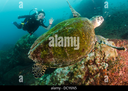 Sporttaucher und Schildkröten schwimmen im Laje de Santos Marine Park, São Paulo Zustand Ufer, Brasilien Stockfoto