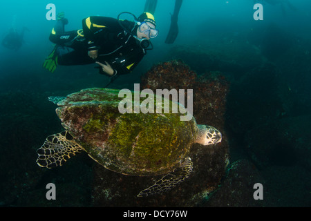 Sporttaucher und Schildkröten schwimmen im Laje de Santos Marine Park, São Paulo Zustand Ufer, Brasilien Stockfoto