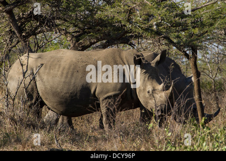 Breitmaulnashorn (Ceratotherium Simum) aka Square-lippige Rhinoceros, Hluhluwe-Imfolozi Nationalpark, KwaZulu Natal, Südafrika Stockfoto