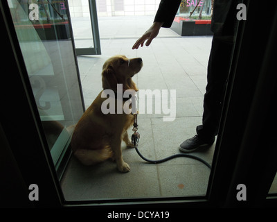 Eigentümer sagen, einen golden Retriever zum sitzen der Glastür ein Coffee-shop Stockfoto