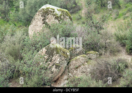 Wilde Iberische Luchs Lynx Pardinus Andalusien Spanien Stockfoto