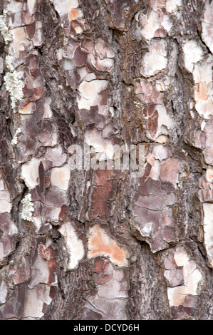 Nahaufnahme von Pine Tree Bark Andalusien Spanien Stockfoto