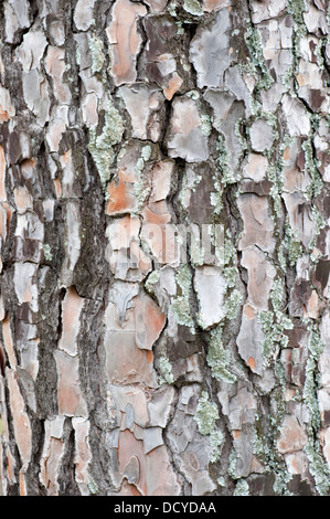 Nahaufnahme von Pine Tree Bark Andalusien Spanien Stockfoto