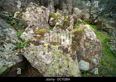 Karte von Flechten Rhizocarpon Geographicum Andalusien Spanien Stockfoto