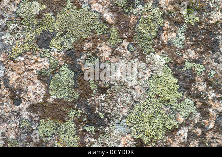 Karte von Flechten Rhizocarpon Geographicum Andalusien Spanien Stockfoto