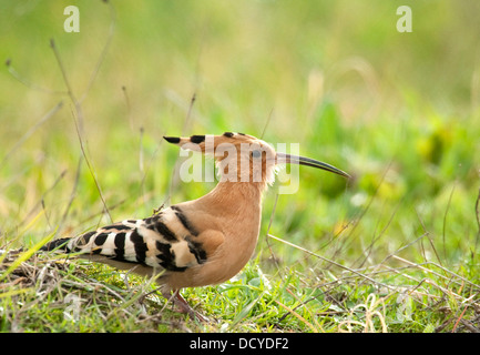 Wiedehopf Upupa Epops Andalusien Spanien Stockfoto