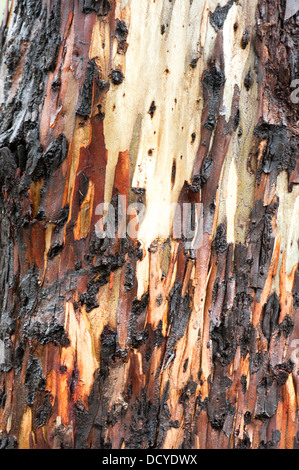 Nahaufnahme von Eukalyptus Baum Rinde Andalusien Spanien Stockfoto