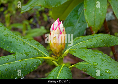 Ein Rhododendron blühen nach einem Regen Sturm in den hohen Oregon Cascades im Frühjahr. Stockfoto