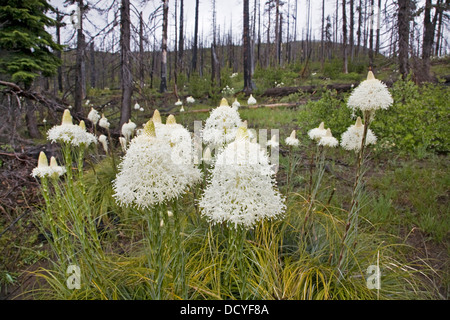 Bärengras blühen in einem alten Wald Feuer brennen in den Cascade Mountains von Zentral-Oregon. Stockfoto