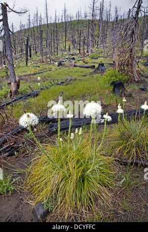 Bärengras blühen in einem alten Wald Feuer brennen in den Cascade Mountains von Zentral-Oregon. Stockfoto