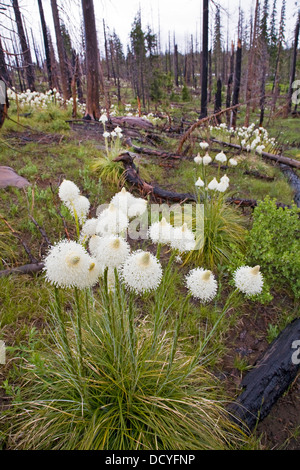 Bärengras blühen in einem alten Wald Feuer brennen in den Cascade Mountains von Zentral-Oregon. Stockfoto