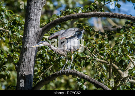 Great Blue Heron (Ardea Herodias) bunt und majestätischen Reiher, in seinem natürlichen Lebensraum suchen Flügel dehnen. Stockfoto