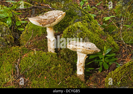 Pilze sprießen aus einem Bett aus Moos in Kaskade Hochgebirge des central Oregon im Frühjahr nach einem Regen Sturm. Stockfoto