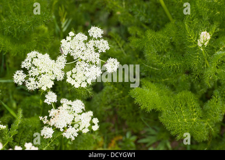 Verschreiben, Spignel, Bearwort, Bärwurz, Bär-Wurz, Baerwurz, Meum athamanticum Stockfoto