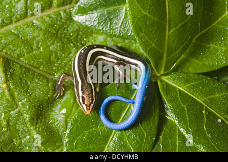 Ein fünf-gezeichnete Skink, besser bekannt als eine blaue tailed Skink, (Plestiodon Fasciatus), juvenile Stockfoto