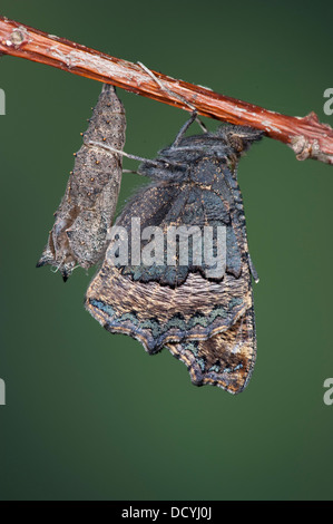 Kleine Schildpatt Schmetterling Aglais Urticae Kent UK Stockfoto