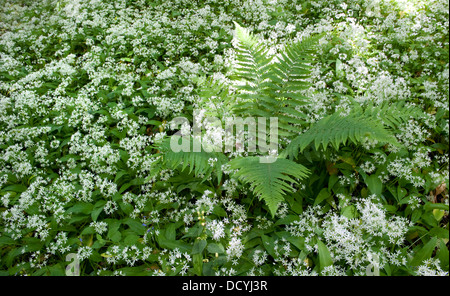 Wilder Knoblauch Bärlauch Allium Ursinum Kent UK Stockfoto