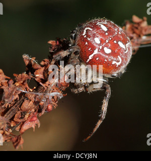 Nahaufnahme von der vier-Ort Orb-Weaver (Araneus Quadratus) Stockfoto