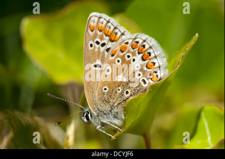 Gemeinsame blaue Schmetterling Polyommatus Icarus Kent UK Stockfoto