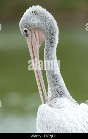 Rosa-backed Pelikan Pelecanus saniert Stockfoto