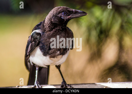 Schwarz-billed Magpie (Pica Hudsonia) bunt, Nahaufnahme, Porträt von Elster sitzt auf Plattform Einzug. Calgary, Alberta, Kanada Stockfoto