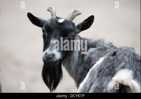 Afrikanische Zwergziege Stockfoto