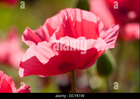 Roter Mohn Papaver Rhoeas Kent UK Stockfoto