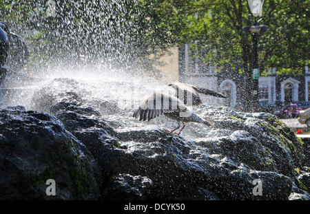 Eine junge Silbermöwe kühlt in den alten Steine Brunnen im Zentrum von Brighton Stockfoto