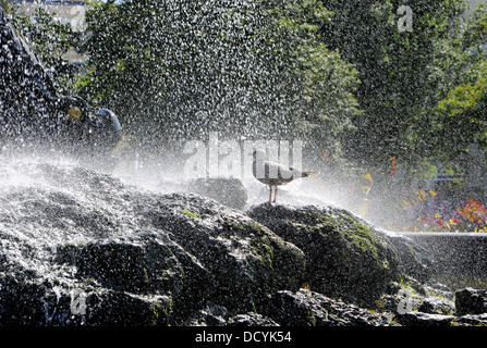 Eine junge Silbermöwe kühlt in den alten Steine Brunnen im Zentrum von Brighton Stockfoto