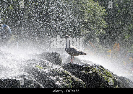 Eine junge Silbermöwe kühlt in den alten Steine Brunnen im Zentrum von Brighton Stockfoto