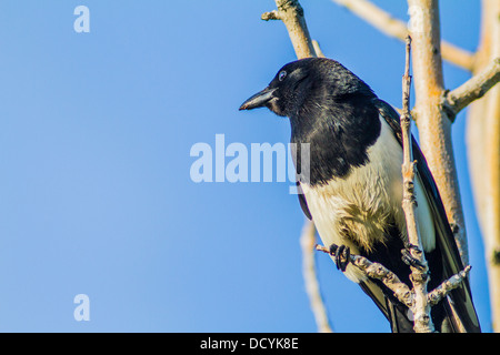 Schwarz-billed Elster (Pica Hudsonia) bunt, Porträt von Elster, in den Bäumen gegen blauen Himmel und seinem natürlichen Lebensraum. Stockfoto