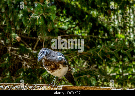 Schwarz-billed Elster (Pica Hudsonia) bunte Porträt von Elster sitzt auf Plattform Einzug. Calgary, Alberta, Kanada Stockfoto