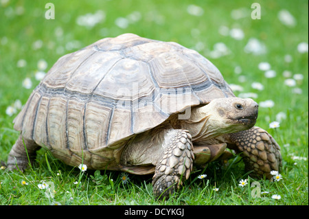 Afrikanische Sporn Oberschenkel Schildkröte Geochelone sulcata Stockfoto