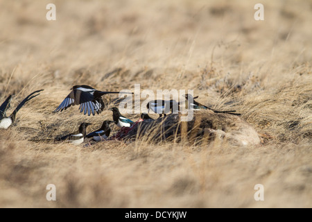 Schwarz-billed Elster (Pica Hudsonia) bunte Gruppe von Scavenger Vögel, thront & Landung auf einen Hirsch Kadaver in die Wiese Stockfoto