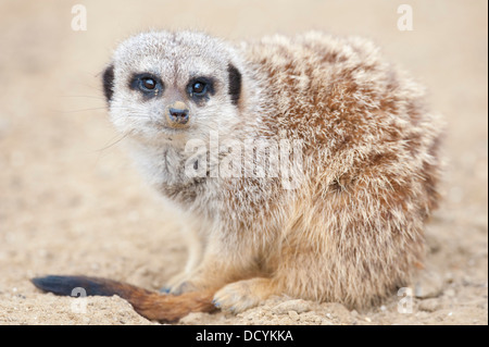 Erdmännchen oder Suricate Suricata suricatta Stockfoto