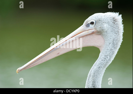 Rosa-backed Pelikan Pelecanus saniert Stockfoto