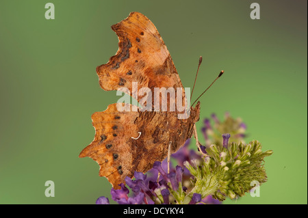 Komma Schmetterling Polygonum c-Album Kent UK Stockfoto