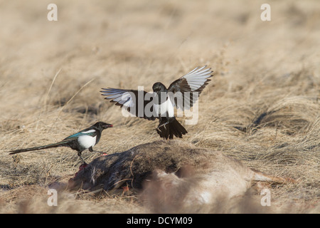 Schwarz-billed Elster (Pica Hudsonia) bunte paar Scavenger Vögel, thront & Landung auf ein totes Reh-Kadaver in die Wiese Stockfoto